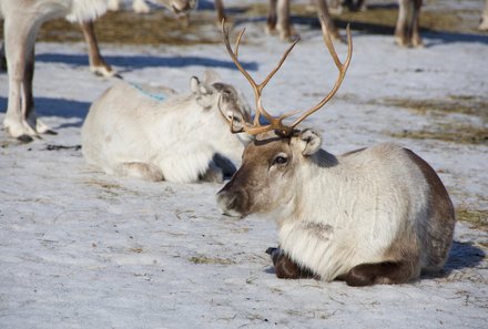 Schweden for family Winter - Rentiersafari - Rentiere am liegen