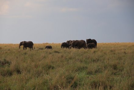 Kenia Familienreise - Kenia for family - Pirsch in Taita Hills Wildlife Sanctuary - Elefanten