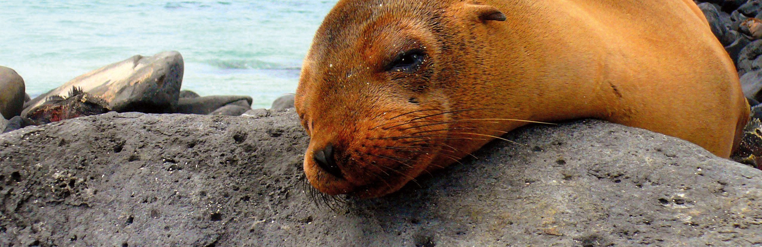 Galapagos Familienreise - Galapagos for family - Robbe am Strand