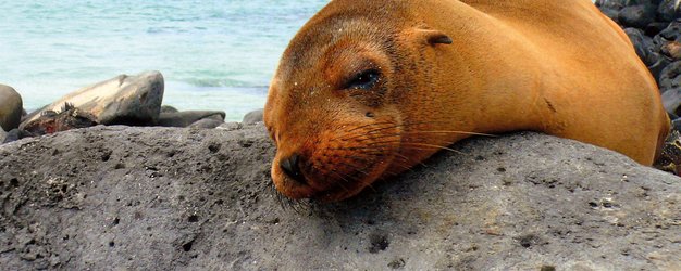 Galapagos Familienreise - Galapagos for family - Robbe am Strand