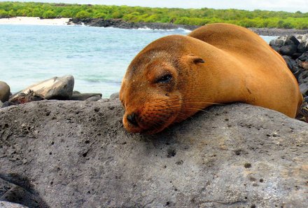 Familienreise Galapagos und Ecuador - Galapagos Family & Teens - Galapagos Robbe