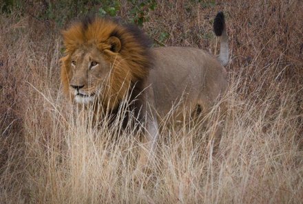 Botswana Familienreise - Botswana for family individuell - Safari Löwe