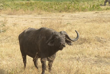 Tansania Familienreise - Tansania Family & Teens - Serengeti - Büffel