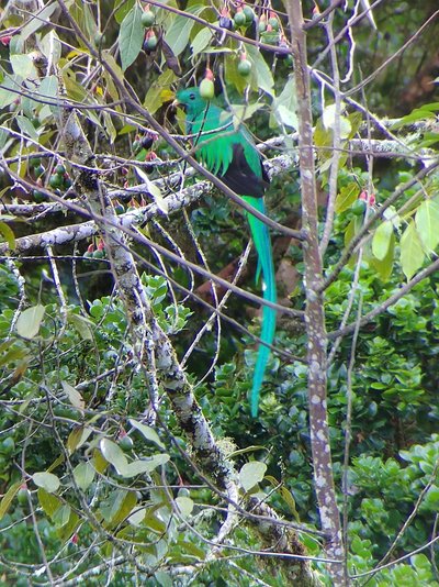 Feedback - CRFI04 - SO23 - Costa Rica for family individuell - Große Rundreise - Vogel in der Natur