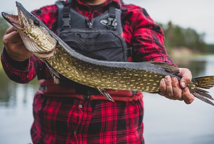 Finnland Familienreise - Finnland for family - gefangener Fisch - Juuma See