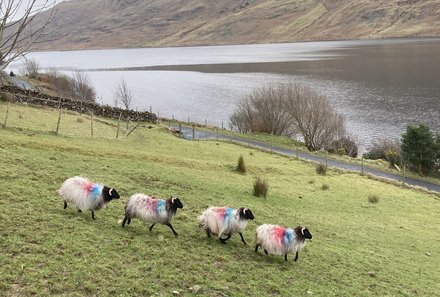 Irland mit Kindern Tipps - Irland mit Kindern Erfahrungen - Schafherde