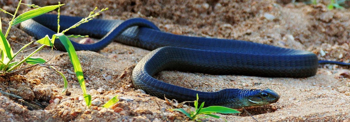 Afrika mit Kindern - Tierbegegnungen in und um Makutsi - Mozambique Speikobra