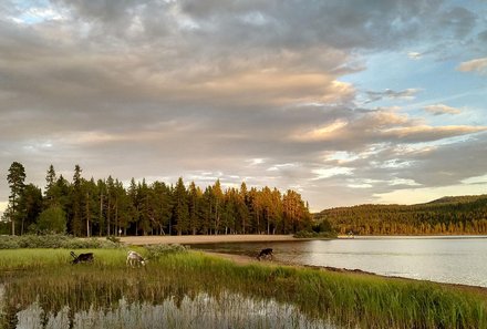Schweden Familienreise - Schweden Family & Teens - Rentiere am See
