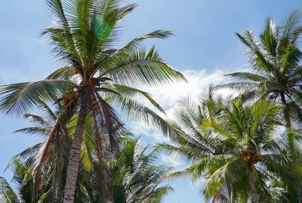 Costa Rica Familienreise - Costa Rica individuell -  Palmen in der Sonne