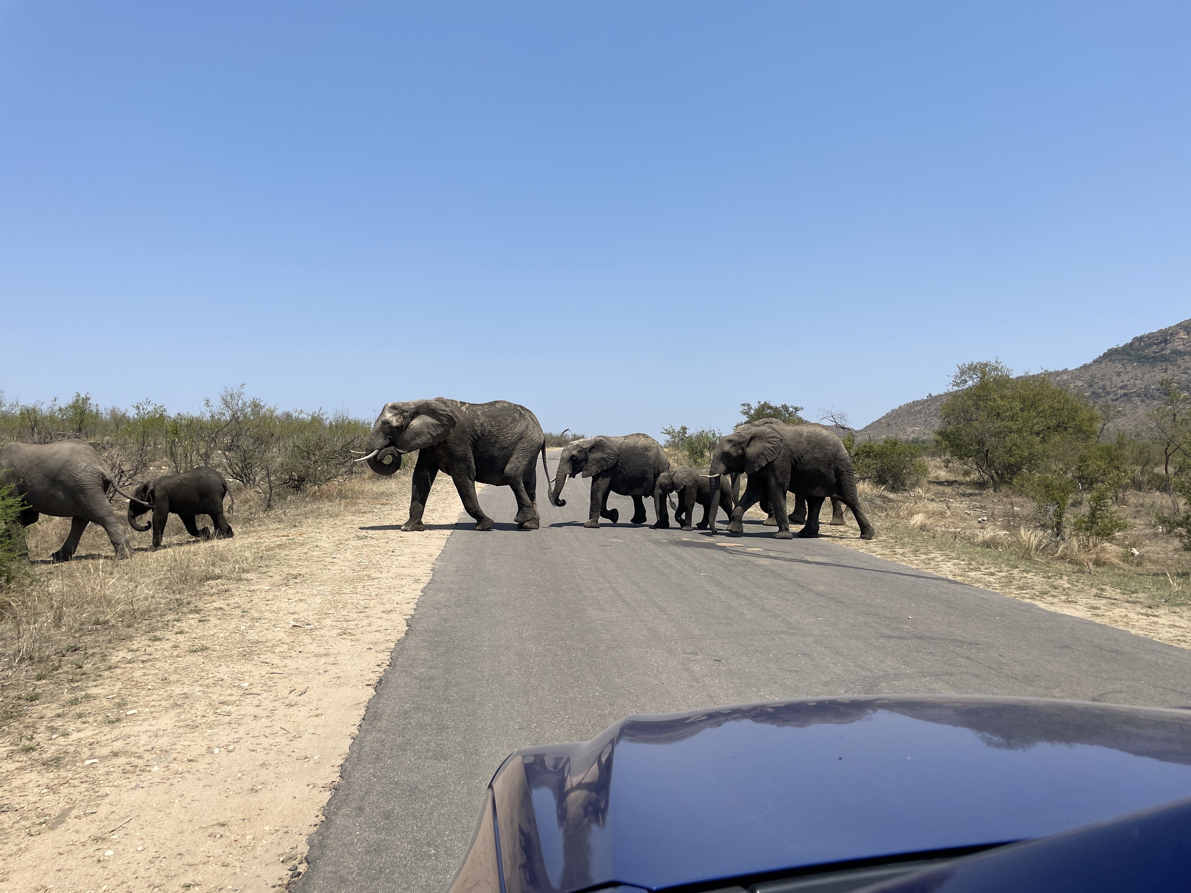 Rundreise Krüger Nationalpark mit Kindern - Pirschfahrt im eigenen Mietwagen - Elefantenherde überquert Straße