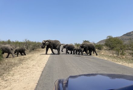 Familienurlaub Südafrika - Südafrika for family individuell - Elefantenherde überquert Sraße