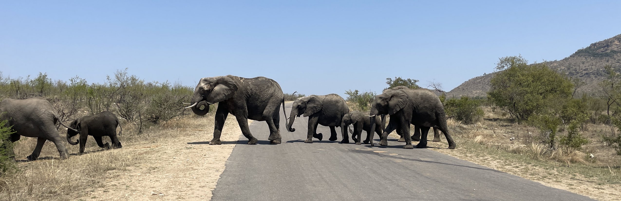 Rundreise Krüger Nationalpark mit Kindern - Safari Elefantenherde
