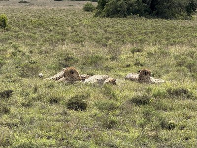 Garden Route for family - Bewertung - Leoparden Garden Route for family - Bewertung - Leoparden