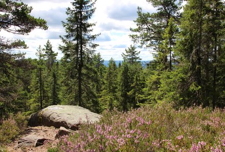 Familienreise Schweden - Schweden for family - Wald und Blumen