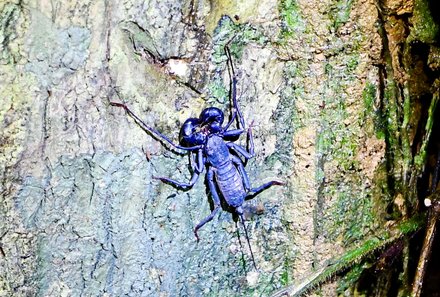 Familienreise Malaysia - Malaysia & Borneo Family & Teens - Taman Negara Nationalpark - Nachtwanderung - Käfer auf Holz