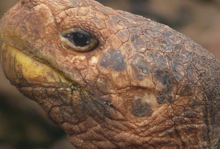 Galapagos mit Jugendlichen - Schildkröte