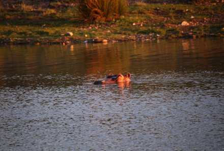 Garden Route Familienreise - Oudtshoorn - Buffelsdrift Game Lodge - Safari - Nilpferd