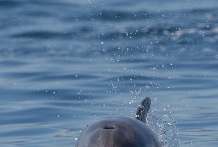Griechenland Familienreise - Griechenland Family & Teens  - Delfin Frontalansicht