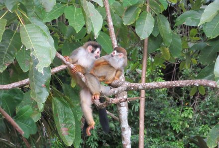 Costa Rica Mietwagenreise mit Kindern - Totenkopfaffe im Baum