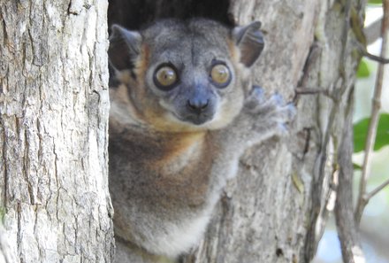 Madagaskar Familienreise - Madagaskar Family & Teens - Wieselmaki im Zombitse Nationalpark