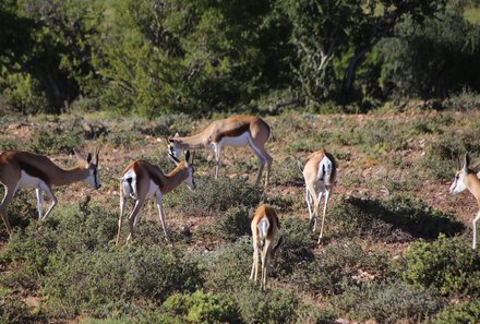 Garden Route Familienreise - Oudtshoorn - Buffelsdrift Game Lodge - Safari - Antilopen