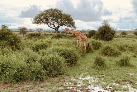 Tansania Familienreise - Tansania for Family individuell - Tarangire Nationalpark - Giraffe