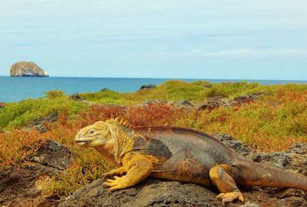 Galapagos Familienreise - Galapagos for family individuell - Insel Plaza Sur mit Leguan