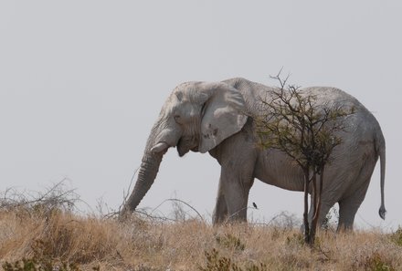 Safari Afrika mit Kindern - Safari Urlaub mit Kindern - beste Safari-Gebiete - Etosha Nationalpark - Elefant