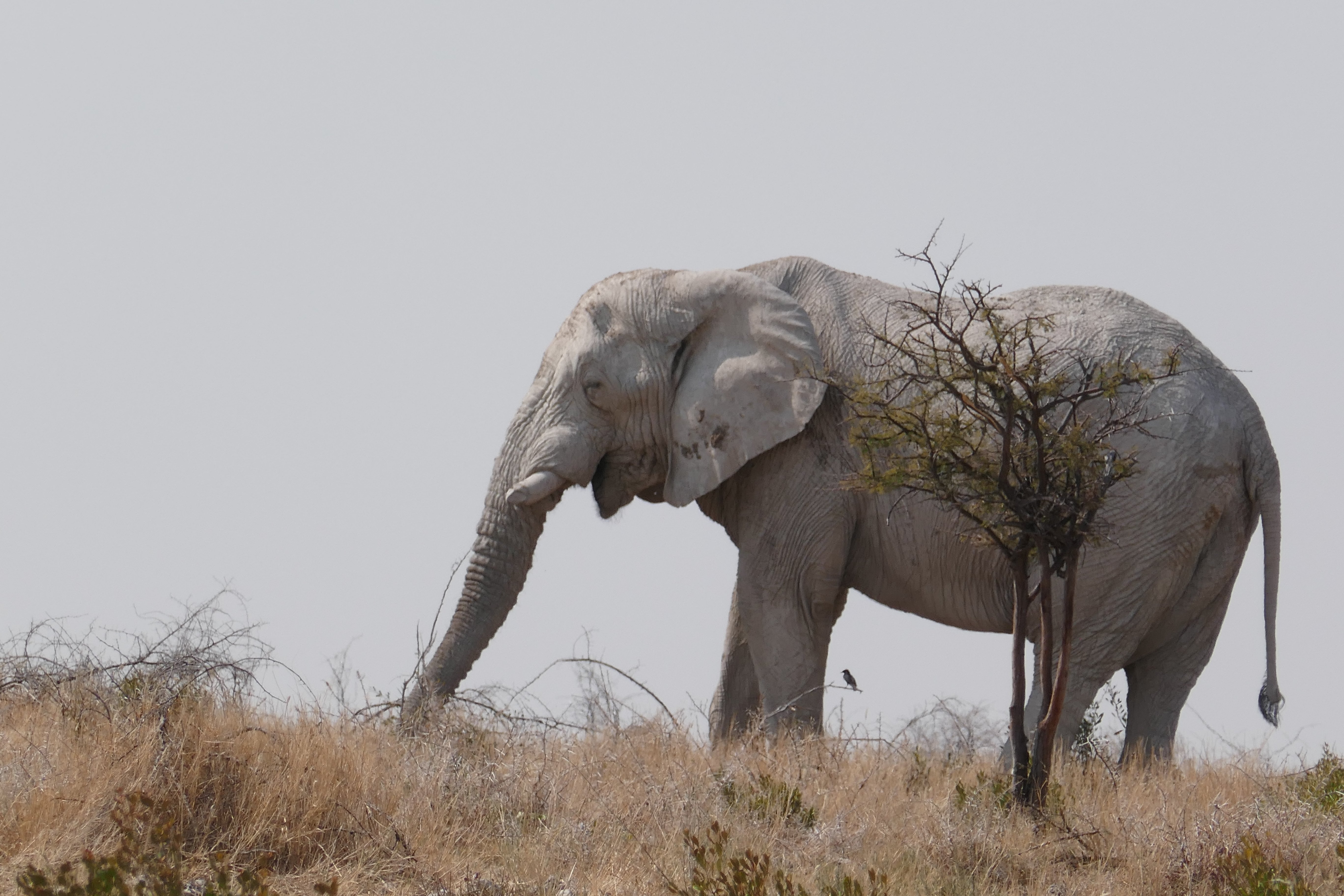 Fernreiseziele mit Kindern im Sommer - Tipps für Fernreisen im Sommer mit Kindern - Elefant in Namibia