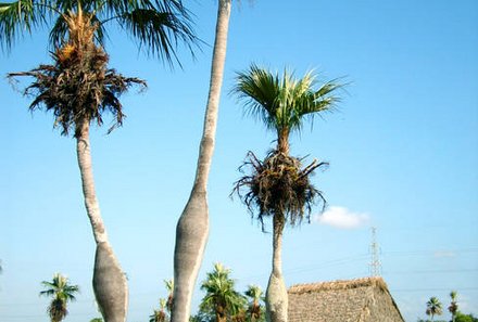 Familienreise Kuba - Kuba for family - Palmen und Tabakhaus