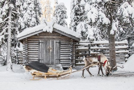 Finnland Familienurlaub - Finnland for family Winter - Rentier mit Schlitten