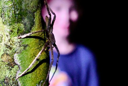 Familienreise Malaysia - Malaysia & Borneo Family & Teens - Taman Negara Nationalpark - Nachtwanderung - Spinne an Baum