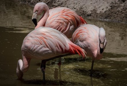 Botswana Familienreise - Botswana for family individuell - Nata Bird Sanctuary Flamingos