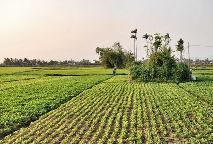 Vietnam for family individuell - Tra Que Herbal Village - Reisfeld