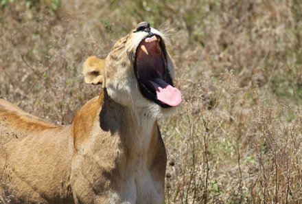 Serengeti mit Kindern individuell - Best of Familiensafari Serengeti - Löwe in der Serengeti