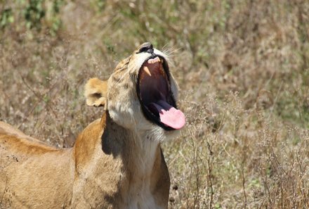 Tansania mit Kindern - Tansania Urlaub mit Kindern - Tansania Safari mit Kindern - Löwe