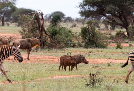 Kenia Familienreise - Kenia for family - Morgenpirsch im Tsavo Ost Nationalpark - Zebras und Warzenschwein