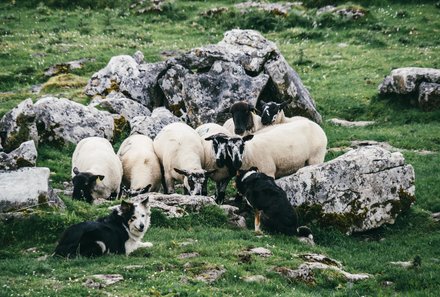 Irland Familienreise - Irland for family - Schafe