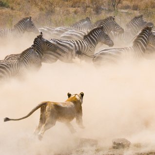 Tansania Familienreise - Löwe und Zebras