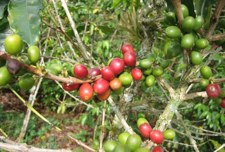 Kolumbien mit Kindern - Kolumbien for family - Kaffepflanze