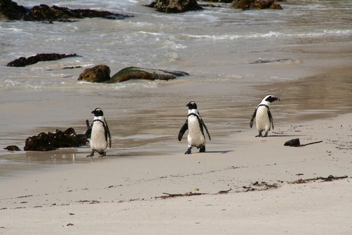 Fernreiseziele mit Kindern im Sommer - Tipps für Fernreisen im Sommer mit Kindern - Brillenpinguine