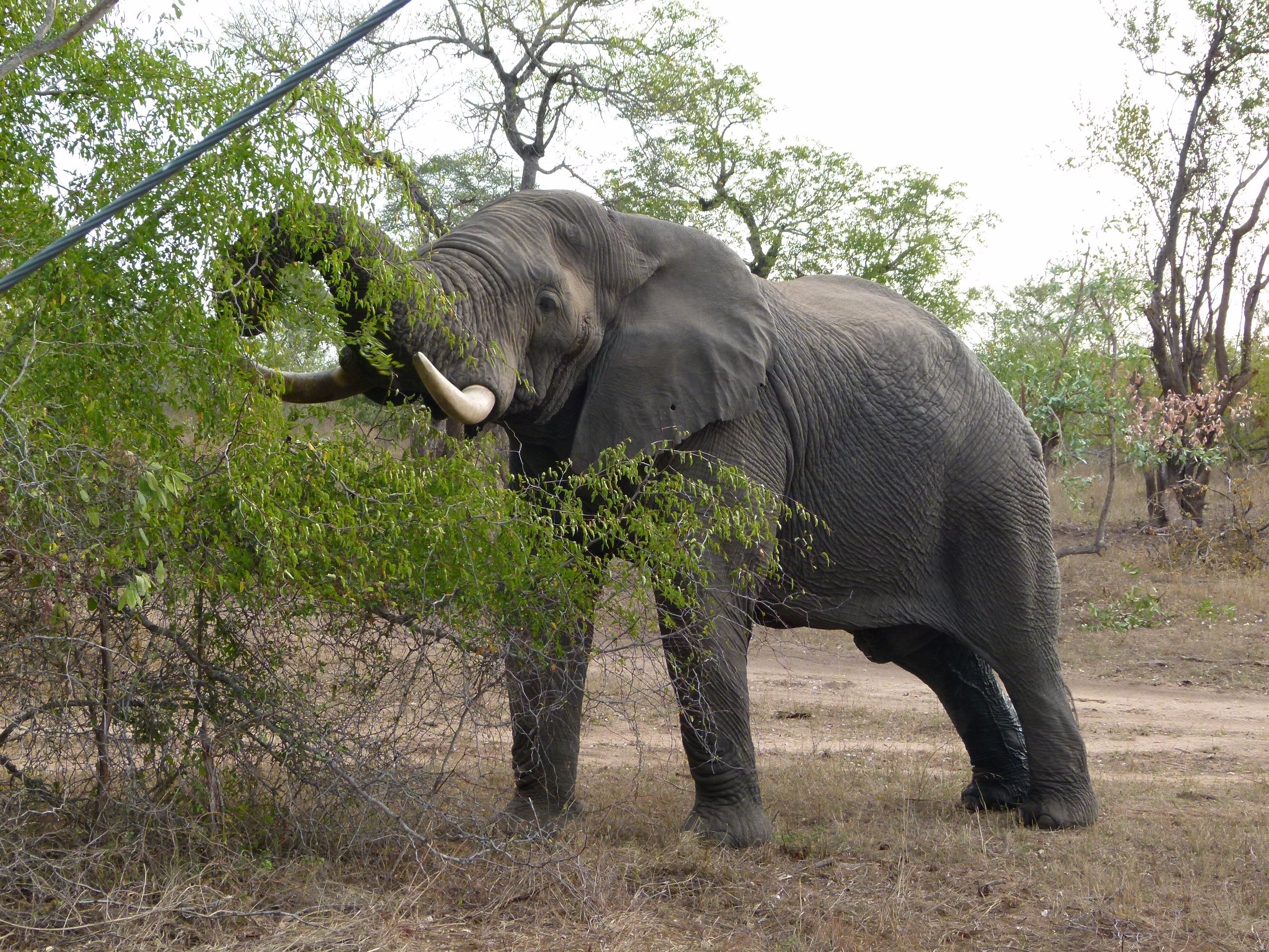 Südafrika mit Kindern - Lodges Südafrika mit Kindern - Elefant am Essen