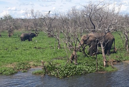 Uganda Individualreise - Uganda for family individuell - Tiersafari im Murchison Falls Nationalpark - Elefanten