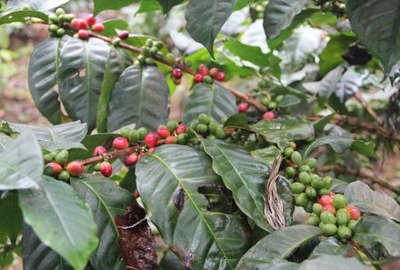 Familienreise Tansania - Tansania for family individuell Best of Familiensafari Serengeti - Kaffeepflanze wächst