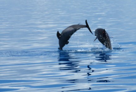 Kenia Familienreise - Kenia for family - Schnorchelausflug zu Delfinen