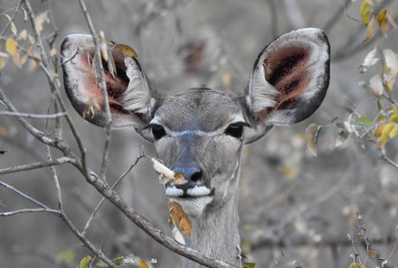 Namibia for family - Familienreise Namibia - Kudu