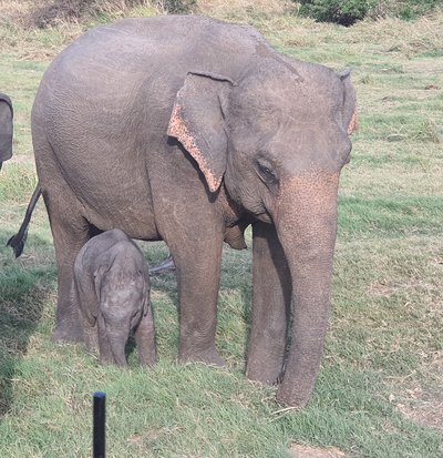 Sri Lanka Summer for family - Sri Lanka Familienreise - Elefant mit Baby