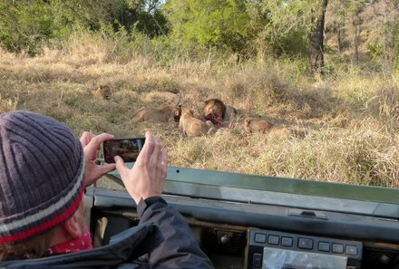 Familienreise Südafrika - Südafrika Teens on Tour - Löwen beim Fressen