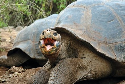 Familienreise Galapagos - Galapagos for family - Riesenschildkröte