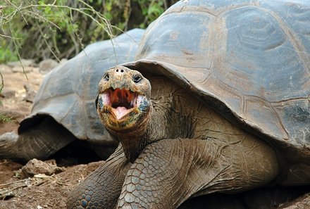 Familienreise Ecuador - Riesenschildkröten
